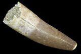 Fossil Plesiosaur (Zarafasaura) Tooth - Morocco #107723-1